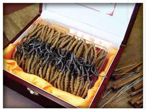 黄龙冬虫夏草回收